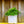 Load image into Gallery viewer, Glowing Hearts Andromeda - Andromeda - Shrubs