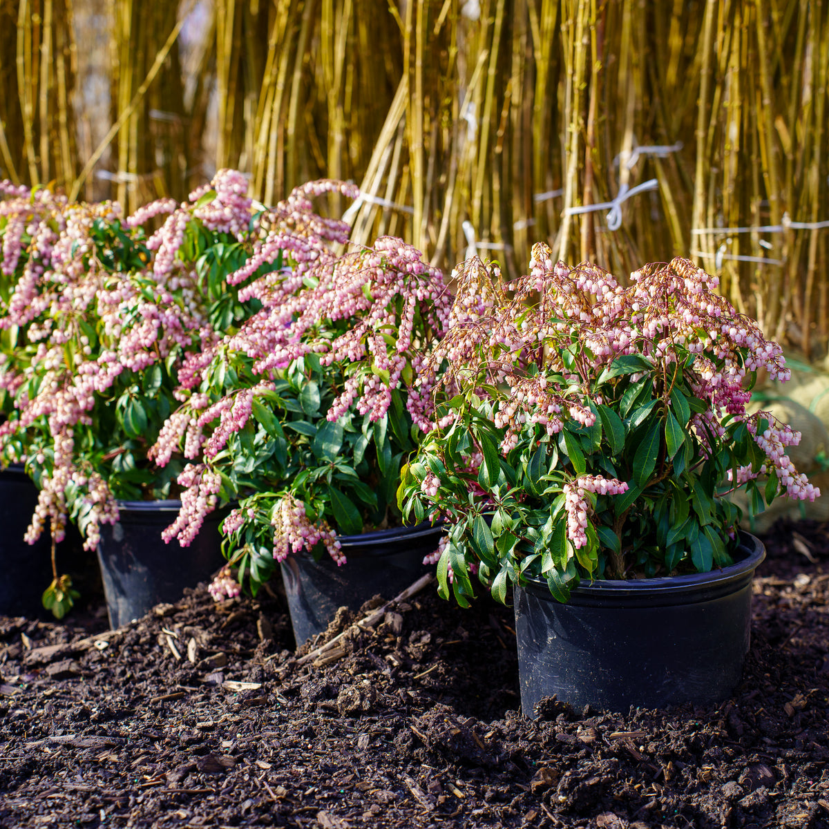 Glowing Hearts Pieris – Plant Detectives