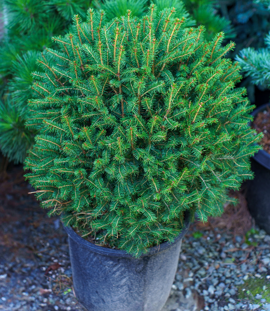 Goblin Norway Spruce – Plant Detectives