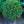 Load image into Gallery viewer, Goblin Norway Spruce