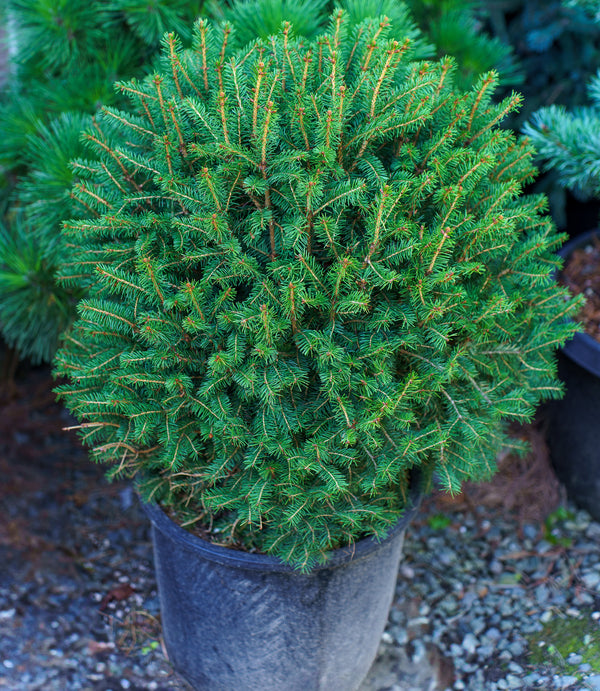 Goblin Norway Spruce