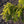 Load image into Gallery viewer, Gold Drift Norway Spruce