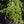 Load image into Gallery viewer, Gold Drift Norway Spruce