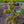 Load image into Gallery viewer, Gold Drift Norway Spruce
