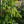 Load image into Gallery viewer, Gold Drift Norway Spruce