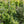 Load image into Gallery viewer, Gold Drift Norway Spruce