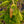 Load image into Gallery viewer, Gold Drift Norway Spruce