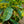 Load image into Gallery viewer, Gold Dust Aucuba - Aucuba - Shrubs