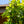 Load image into Gallery viewer, Gold Dust Aucuba - Aucuba - Shrubs