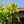 Load image into Gallery viewer, Gold Dust Aucuba - Aucuba - Shrubs