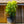 Load image into Gallery viewer, Gold Dust Aucuba - Aucuba - Shrubs