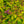 Load image into Gallery viewer, Goldflame Spirea