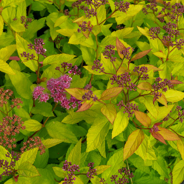 Goldflame Spirea
