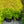 Load image into Gallery viewer, Goldflame Spirea
