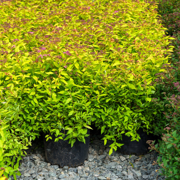 Goldflame Spirea