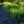Load image into Gallery viewer, Gold Lace Juniper