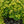 Load image into Gallery viewer, Goldmound Spirea