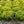 Load image into Gallery viewer, Goldmound Spirea