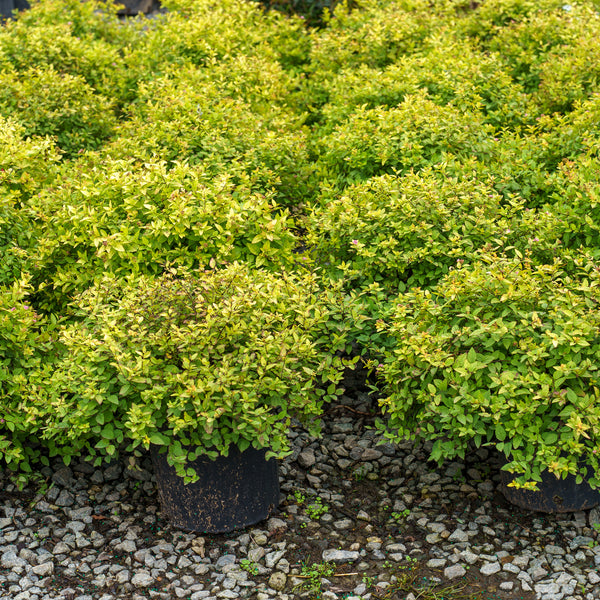 Goldmound Spirea