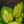 Load image into Gallery viewer, Gold Standard Hosta