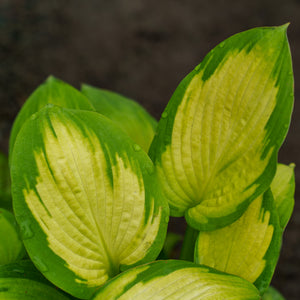Gold Standard Hosta
