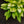 Load image into Gallery viewer, Gold Standard Hosta
