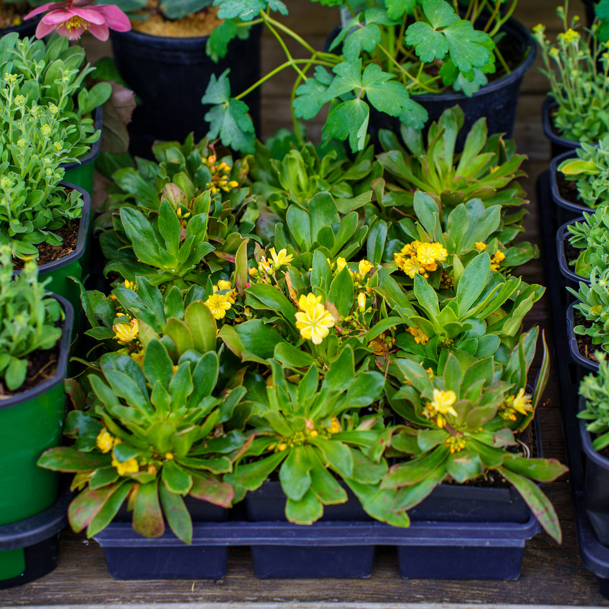 house plant yellow flowers Elise Golden Yellow Lewisia – Plant Detectives
