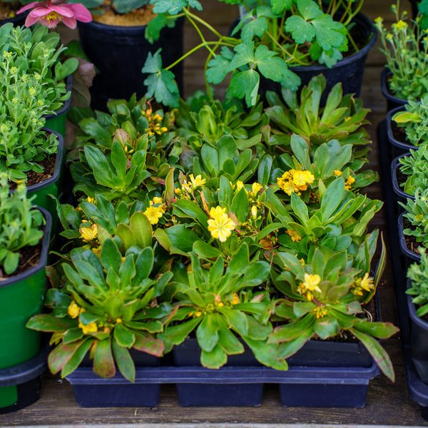 Golden-Yellow Bitterroot