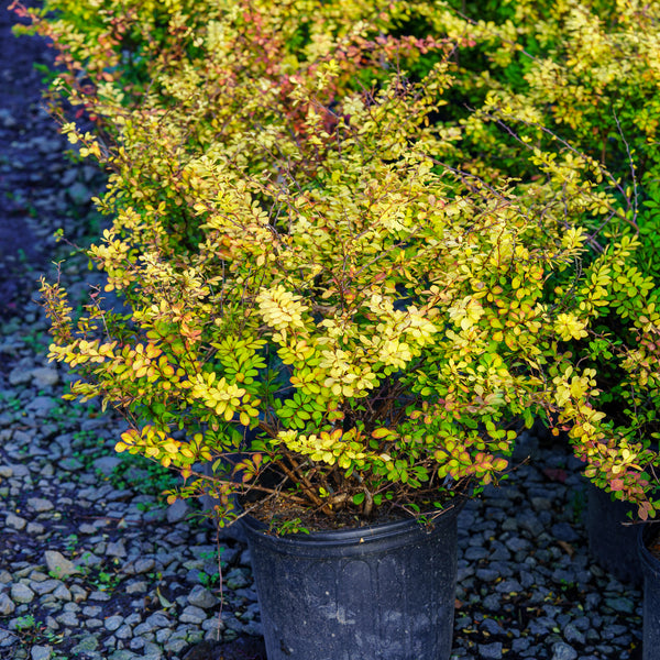 Golden Barberry