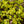 Load image into Gallery viewer, Gold Form Turtle Vine