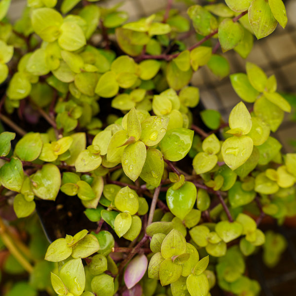 Gold Form Turtle Vine