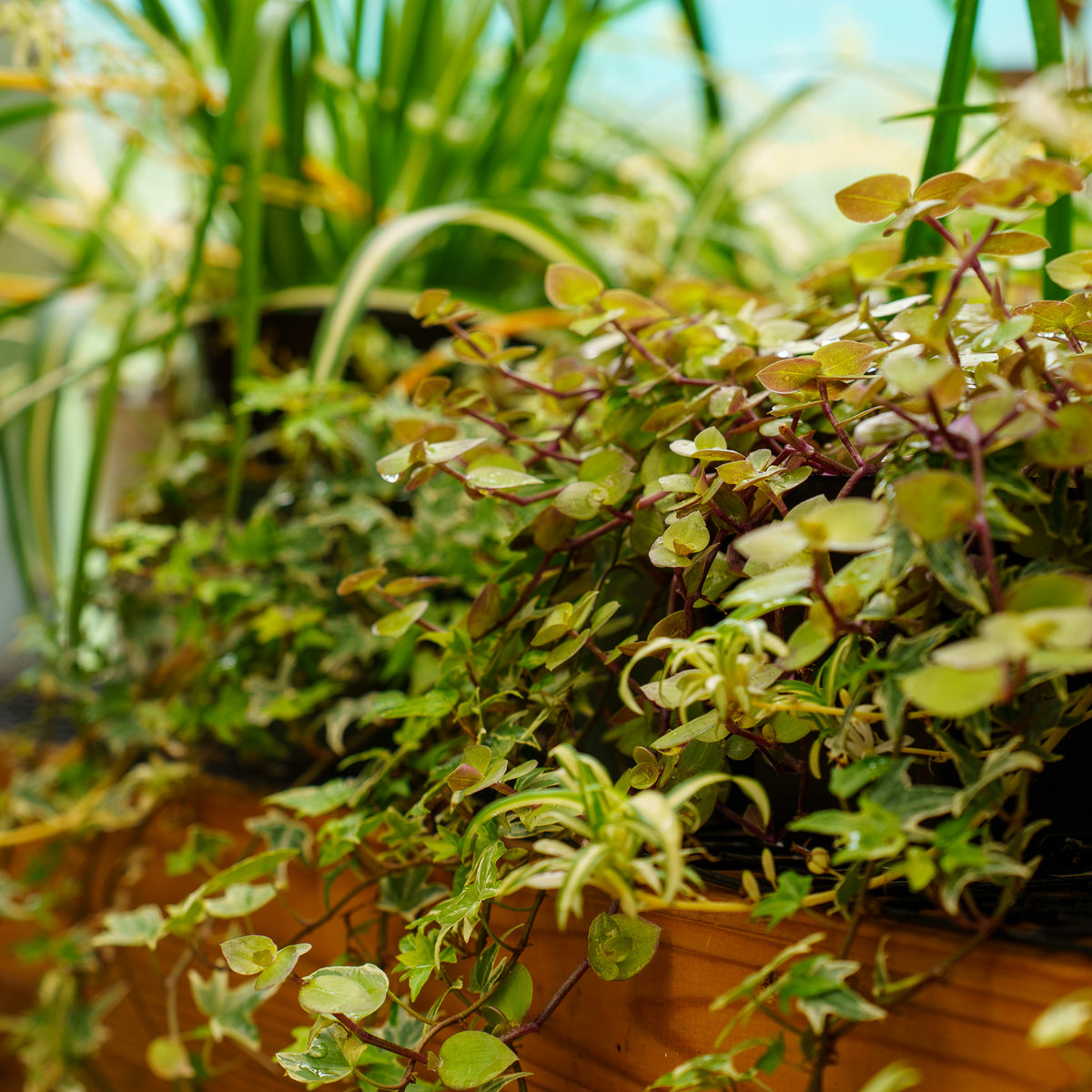 yellow leaves on hanging plants Gold Form Turtle Vine – Plant Detectives