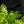 Load image into Gallery viewer, Golden Charm False Cypress