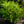 Load image into Gallery viewer, Golden Charm False Cypress