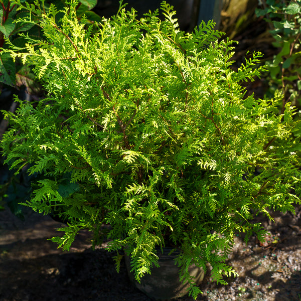 Golden Charm False Cypress