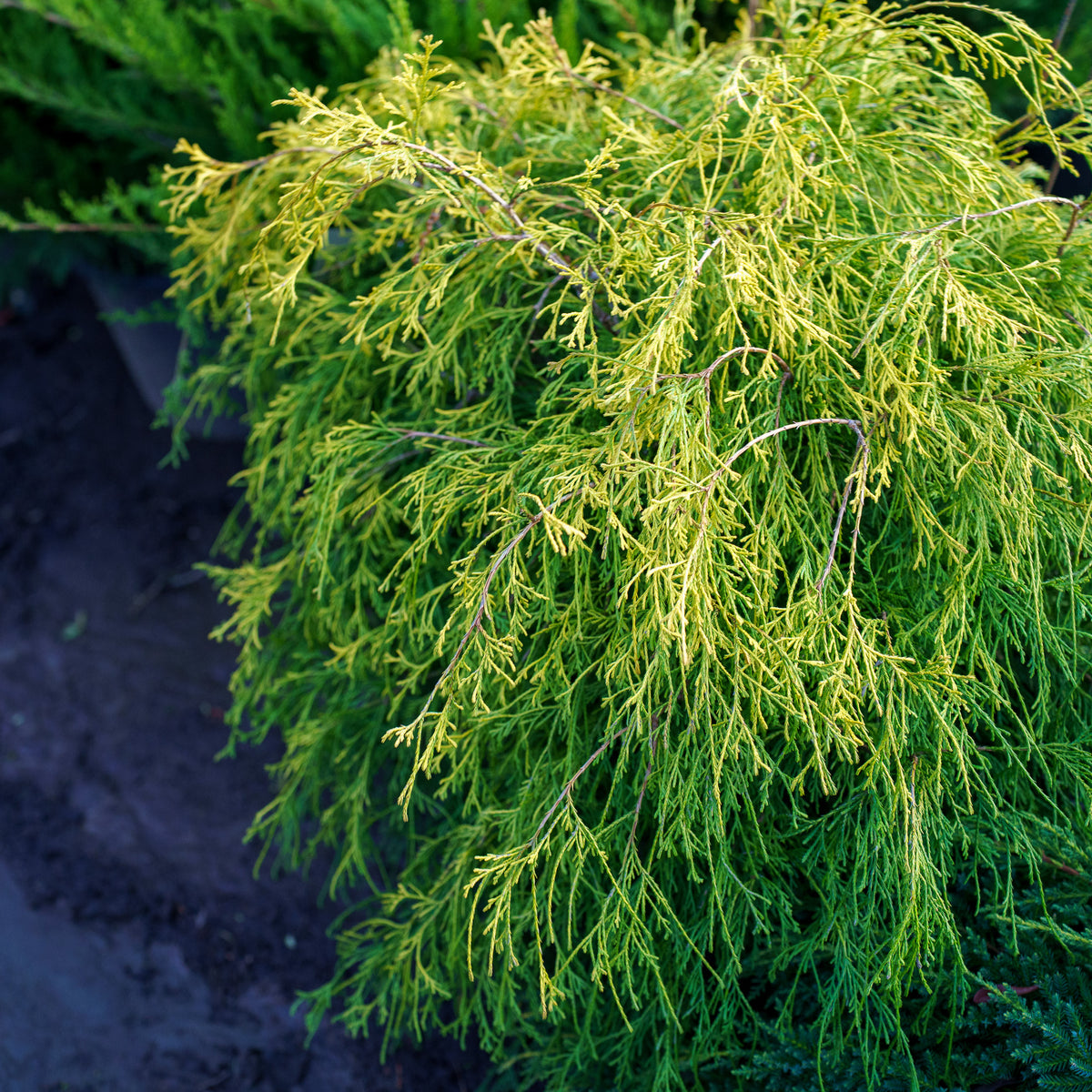 golden thread plant Golden Charm Threadleaf Cypress – Plant Detectives