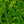 Load image into Gallery viewer, Aurea Creeping Jenny