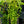 Load image into Gallery viewer, Aurea Creeping Jenny