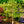 Load image into Gallery viewer, Golden Delicious Apple Tree - Apple - Fruit Trees