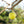 Load image into Gallery viewer, Golden Delicious Apple Tree - Apple - Fruit Trees