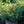 Load image into Gallery viewer, Golden Duchess Canadian Hemlock