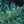 Load image into Gallery viewer, Golden Duchess Canadian Hemlock