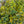 Load image into Gallery viewer, Golden Euonymus