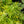 Load image into Gallery viewer, Golden Feathers Jacob's Ladder