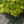 Load image into Gallery viewer, Golden Feathers Jacob's Ladder