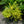 Load image into Gallery viewer, Golden Feathers Jacob's Ladder