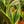 Load image into Gallery viewer, Golden Flame Snake Plant