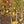 Load image into Gallery viewer, Golden Gala Magnolia - Magnolia - Flowering Trees