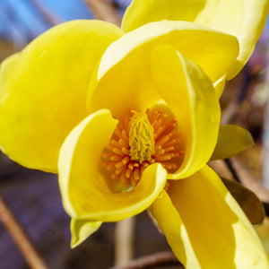 Golden Gala Magnolia - Magnolia - Flowering Trees