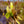Load image into Gallery viewer, Golden Gala Magnolia - Magnolia - Flowering Trees